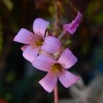 Kalanchoe pumila Blüte