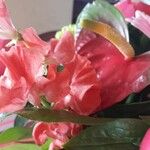 Impatiens balsamina Flor