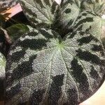 Begonia imperialis Hoja