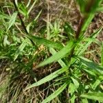 Silene tatarica Blad