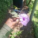 Ipomoea cairica Virág