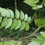 Tessmannia lescrauwaetii Blatt