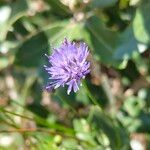 Jasione maritima Flor