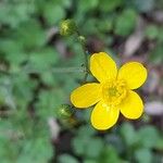 Ranunculus velutinus 花