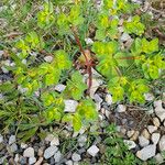 Euphorbia pterococca Blomst