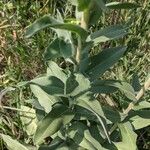 Solidago rigida Folla