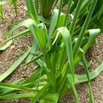 Ornithogalum princeps