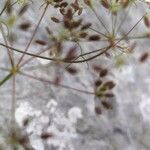 Ptychotis saxifraga Mbuma