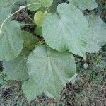 Abutilon grandifolium Folha