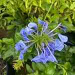 Plumbago auriculata Floare