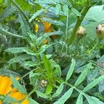 Tagetes tenuifolia Likasa