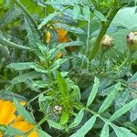 Tagetes tenuifolia Листок