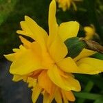 Narcissus spp. Fleur