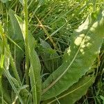 Hypochaeris uniflora Leaf