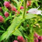 Penstemon cobaea Leaf