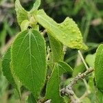 Acalypha crenata Lapas