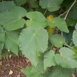 Abutilon grandifolium Leaf