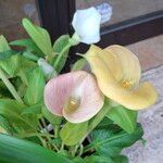 Zantedeschia albomaculata ᱵᱟᱦᱟ