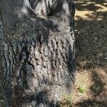 Quercus lobata Corteza