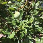Lonchocarpus sericeus 果實