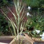 Bromus lanceolatus Blatt