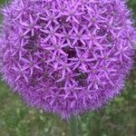 Allium giganteum Blodyn