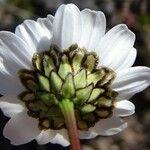 Leucanthemum graminifolium Fleur