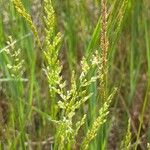 Agrostis stolonifera Fleur