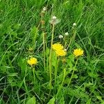 Taraxacum campylodes 形態