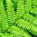 Athyrium filix-femina Deilen