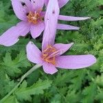 Colchicum multiflorumÕis