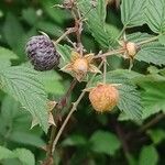 Rubus niveus Fruit