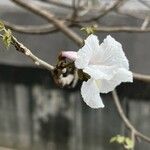 Tabebuia roseoalba Blüte