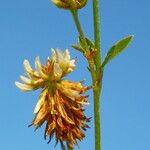 Trifolium montanum Blüte