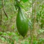 Atractocarpus platixylon Fruit