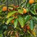 Diospyros kaki Фрукт