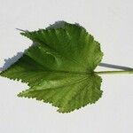 Dombeya acutangula Other
