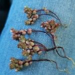 Sedum andegavense 樹皮