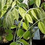 Maackia hupehensis Leaf