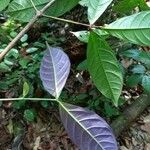 Erisma uncinatum Leaf