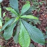 Petersianthus macrocarpus Leaf