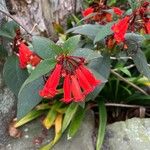 Kohleria hirsuta Blomst