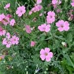 Vaccaria hispanica 花