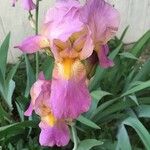 Iris versicolorᱵᱟᱦᱟ