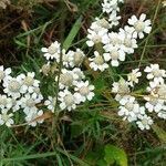 Achillea ptarmicaКветка