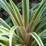 Ananas comosus Blad