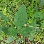 Desmodium tortuosum Leaf