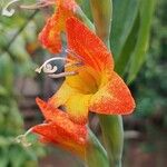 Gladiolus dalenii Blomst