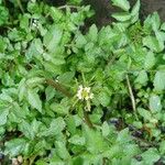 Nasturtium officinale Pokrój