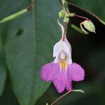 Impatiens balfourii Kvet